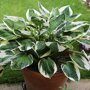 Bonte hosta